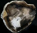 Petrified Wood Slab - McDermitt, Oregon #24227-1